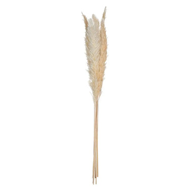 Set de 6 fleurs séchées Pampa naturelle Blanc ivoire, H.65 cm