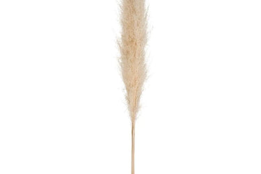 3 fleurs séchées Pampa naturelle H.110 cm 